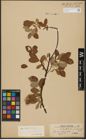 Foto von Salix hastata L.